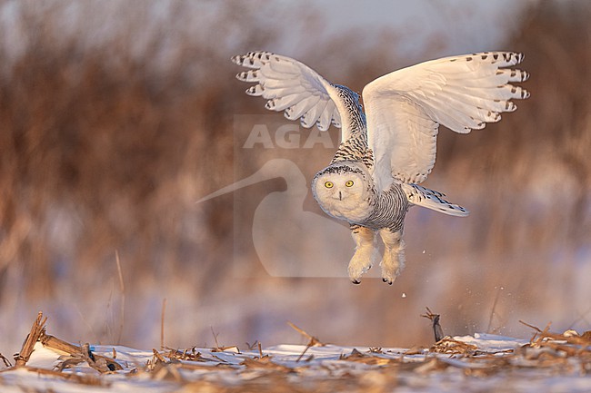 Snowy Owl (Bubo scandiacus) in snow covered landscape in Ontario Canada. stock-image by Agami/Marcel Burkhardt,