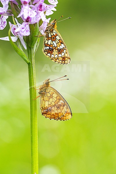 Small Pearl-bordered Fritillary and Lesser Marbled Fritillary sitting on an orchid stock-image by Agami/Wil Leurs,