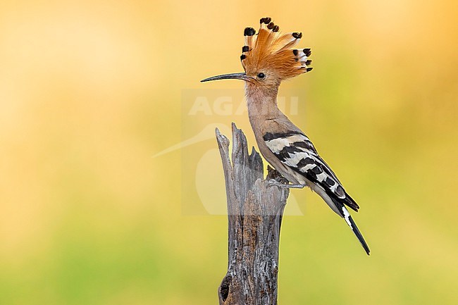 Eurasian Hoopoe (Upupa epops) in Italy. stock-image by Agami/Daniele Occhiato,