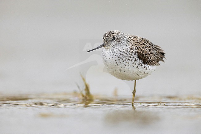 Marsh Sandpiper (Tringa stagnatilis), front view of an adult resting on a single leg, Campania, Italy stock-image by Agami/Saverio Gatto,