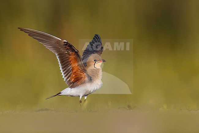 Collared Pratincole, Glareola pratincola, in Italy. stock-image by Agami/Daniele Occhiato,