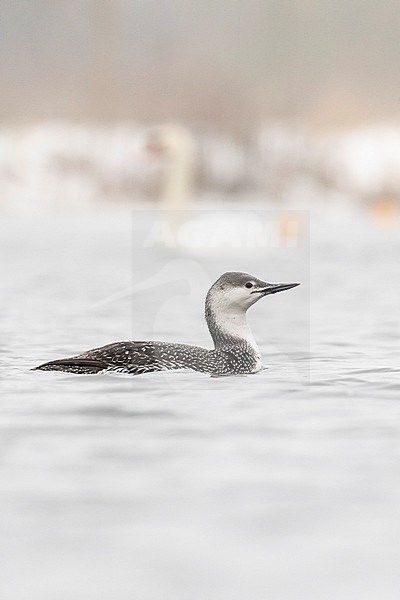 Adult winter Red-throated Diver (Gavia stellata) swimming on an inland river in Great Britain. stock-image by Agami/Josh Jones,
