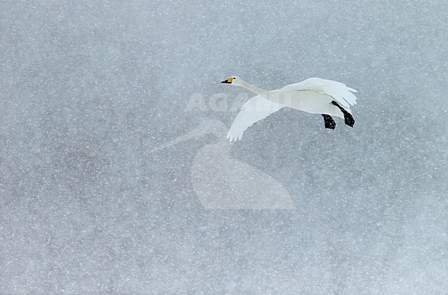 Wilde Zwaan in vlucht met sneeuw, Whooper swan in flight with snow stock-image by Agami/Markus Varesvuo,
