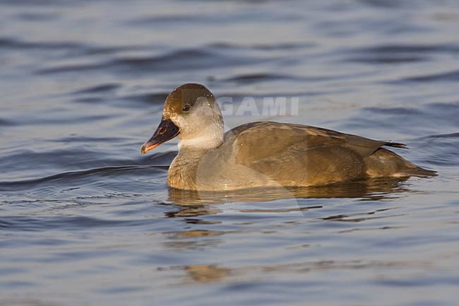 Red-crested Pochard female swimming; Krooneend vrouw zwemmend stock-image by Agami/Marc Guyt,