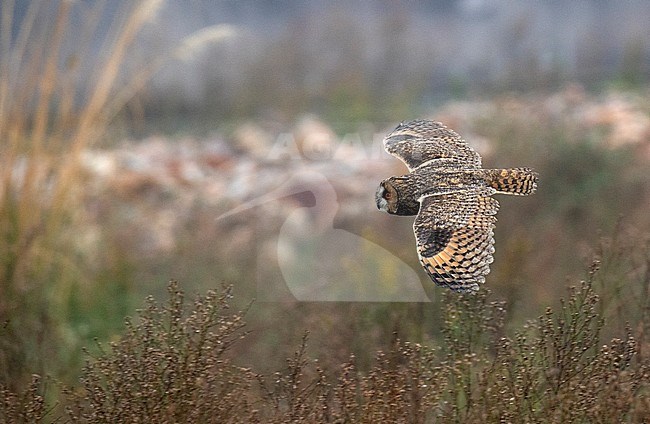 Long-eared Owl (Asio otus) in flight over a field during autumn. stock-image by Agami/Dani Lopez-Velasco,