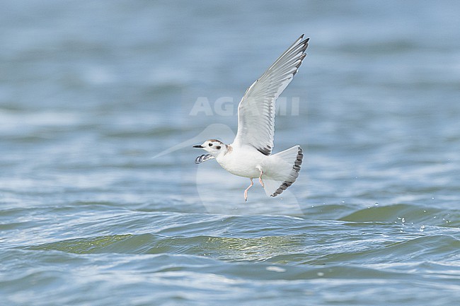  stock-image by Agami/Menno van Duijn,