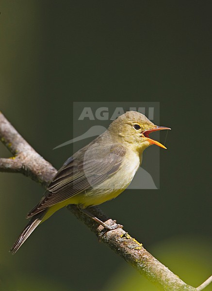 Zingende Spotvogel; Singing Icterine Warbler stock-image by Agami/Markus Varesvuo,