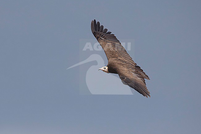 adult hooded vulture (Necrosyrtes monachus) in flight, found at Bonga in Ethiopia stock-image by Agami/Mathias Putze,