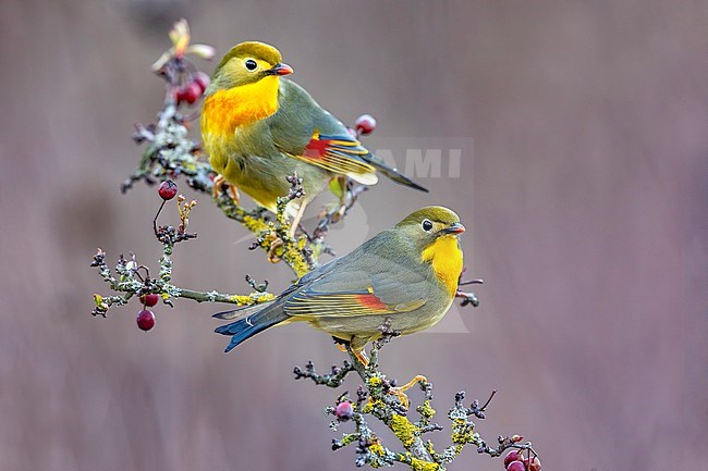 Introduced Red-billed Leiothrix (Leiothrix lutea) in Italy. stock-image by Agami/Daniele Occhiato,