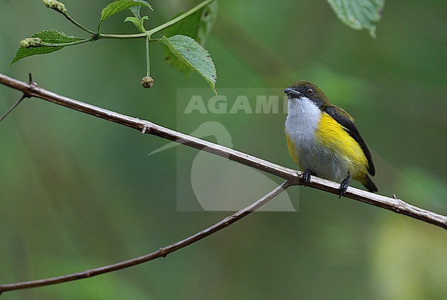 Male Yellow-sided flowerpecker (Dicaeum aureolimbatum) on Togian island, Sulawesi, Indonesia. stock-image by Agami/James Eaton,