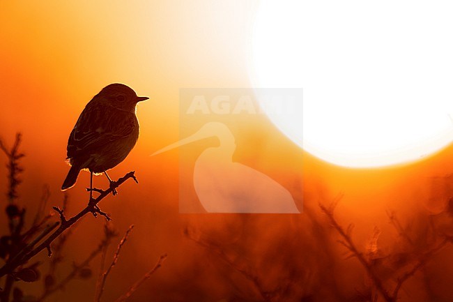 European Stonechat (Saxicola rubicola) in Italy. stock-image by Agami/Daniele Occhiato,
