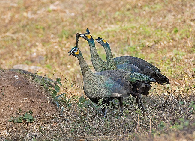 Green Peafowl, Pavo muticus, in Thailand. Three females walking. stock-image by Agami/Pete Morris,