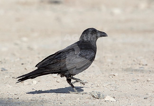 Fan-tailed Raven, Corvus rhipidurus, at the Dead Sea in Israel. stock-image by Agami/Tomi Muukkonen,