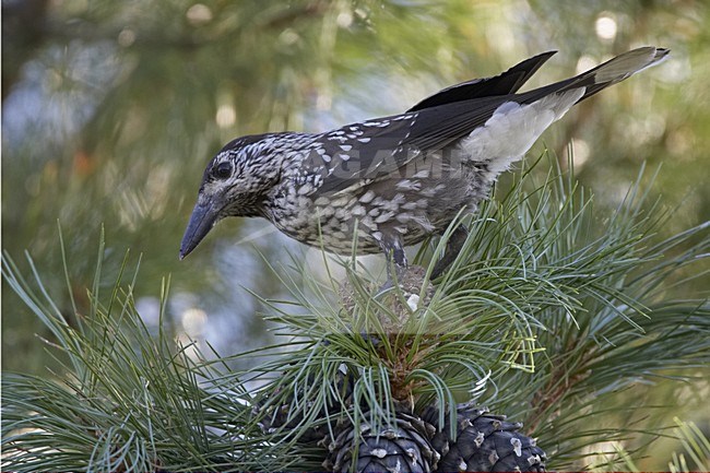 Spotted Nutcracker adult perched in a pinetree; Notenkraker volwassen zittend in een denneboom stock-image by Agami/Jari Peltomäki,