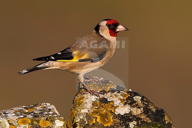 Putter; Eurasian Goldfinch stock-image by Agami/Daniele Occhiato,