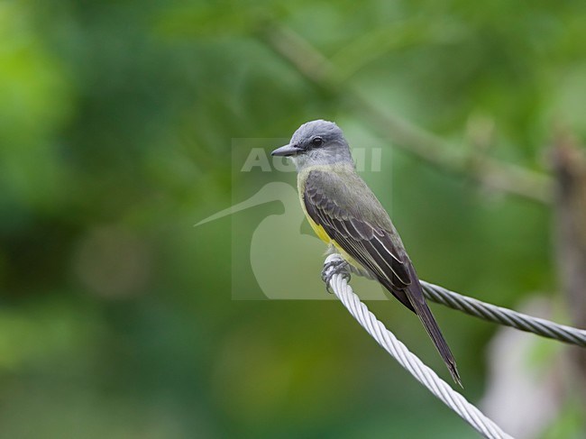 Tropische Koningstiran zittend op draad Tobago, Tropical Kingbird perched at wire Tobago stock-image by Agami/Wil Leurs,