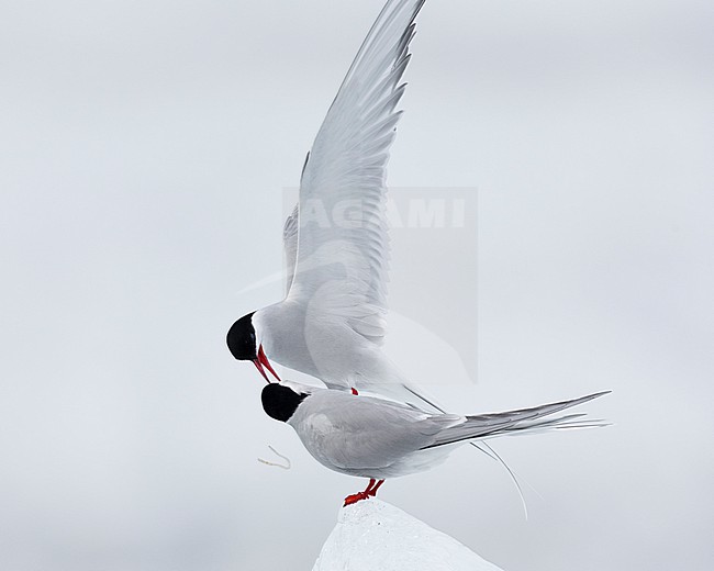 Arctic Tern (Sterna paradisaea), adult male  bringing a nuptial gift to the female, Southern Region, Iceland stock-image by Agami/Saverio Gatto,