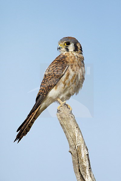 Adult female American Kestrel (Falco sparverius) perched on a branch in Riverside County, California, USA in November 2016. stock-image by Agami/Brian E Small,