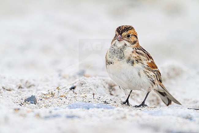 Lapland Longspur (Calcarius lapponicus lapponicus) in Germany during autumn migration. stock-image by Agami/Ralph Martin,