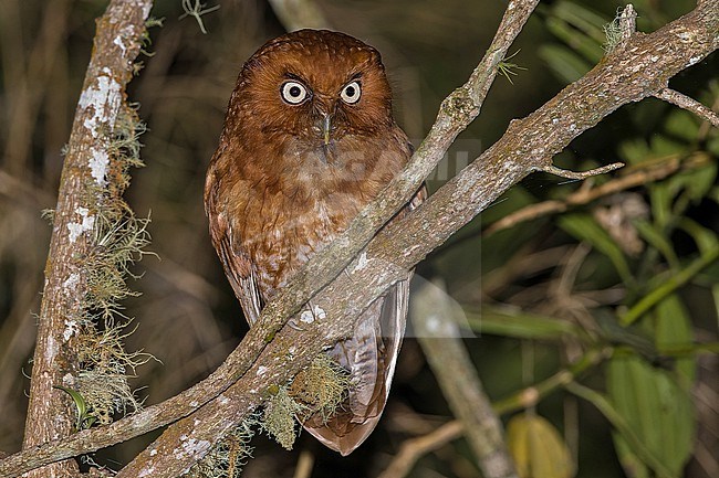 Santa Marta Screech Owl (Megascops gilesi) in Colombia. stock-image by Agami/Pete Morris,