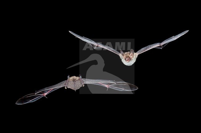 Bechsteins Vleermuis in de vlucht; Bechstein\'s Bat in flight stock-image by Agami/Theo Douma,