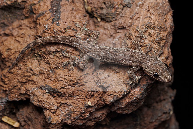 Asian House Gecko (Hemidactylus frenatus) taken the 31/10/2025 at San Cristóbal - Galapagos. stock-image by Agami/Nicolas Bastide,