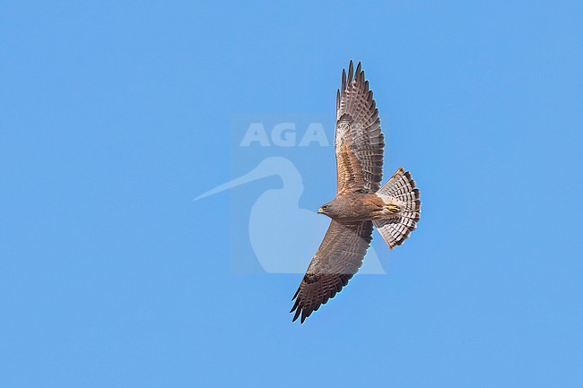 Adult (dark morph)
San Diego Co., CA
April 2023 stock-image by Agami/Brian E Small,