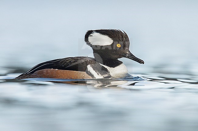 Hooded Merganser (Lophodytes cucullatus) in the ocean near Victoria, British Columbia, Canada. stock-image by Agami/Glenn Bartley,