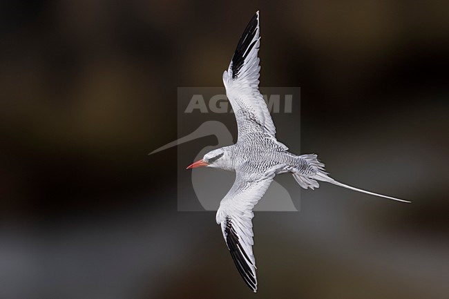 Roodsnavelkeerkringvogel in vlucht, Red-billed Tropicbird in flight stock-image by Agami/Daniele Occhiato,