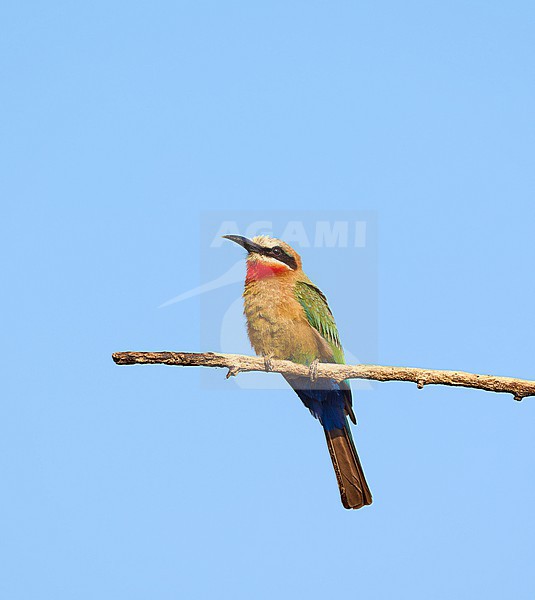 White-fronted Bee-eater (Merops bullockoides), Zimbabwe stock-image by Agami/Tomas Grim,
