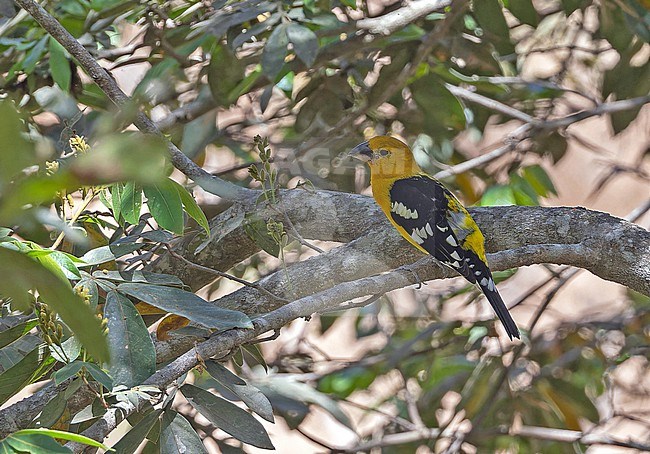 Adult Yellow grosbeak (Pheucticus chrysopeplus) in Mexico. stock-image by Agami/Pete Morris,