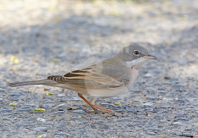 Mannetje Grasmus; Male Common Whitethroat stock-image by Agami/Markus Varesvuo,