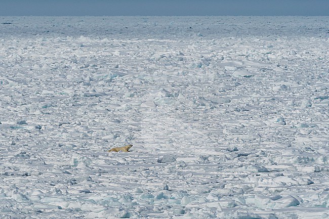 A Polar bear, Ursus maritimus, rests in the fragmented ice fields of the Polar Ice Cap Arctic ocean stock-image by Agami/Sergio Pitamitz,