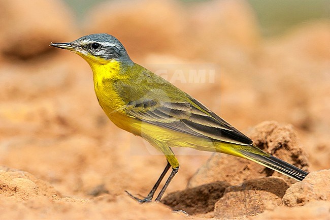 Male Blue-headed Wagtail (Motacilla flava) during spring migration in Israel. stock-image by Agami/Rafael Armada,
