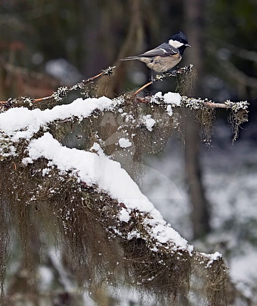 Zwarte mees in sneeuw, Coal Tit in snow stock-image by Agami/Markus Varesvuo,