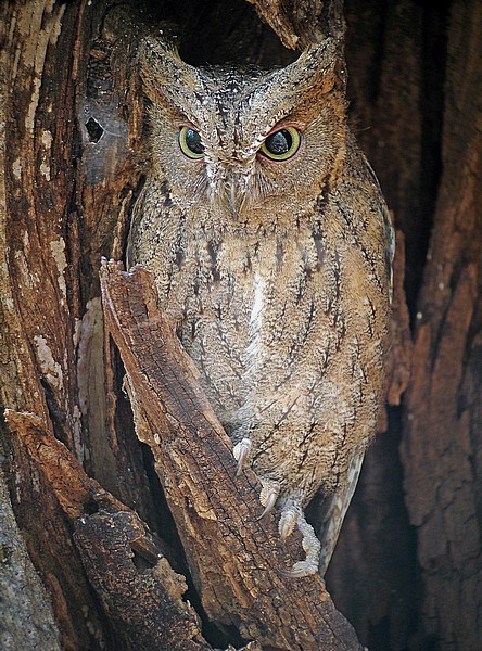 Torotoroka Scops Owl (Otus madagascariensis) at daytime roost in Madagascar. stock-image by Agami/Pete Morris,