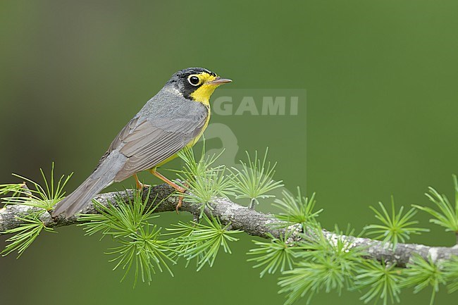 Adult male Canada Warbler, Cardellina canadensis
St. Louis Co., MN stock-image by Agami/Brian E Small,