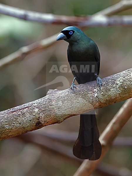 Zwarte Ekster op tak, Racket-tailed Treepie on branch stock-image by Agami/Alex Vargas,
