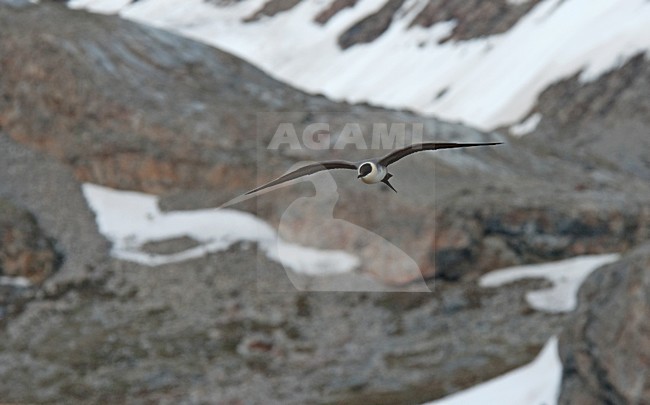 Kleinste Jager volwassen vliegend; Long-tailed Skua adult flying stock-image by Agami/Roy de Haas,