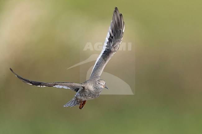 Common Redshank, Tringa totanus, in the Netherlands. stock-image by Agami/Han Bouwmeester,