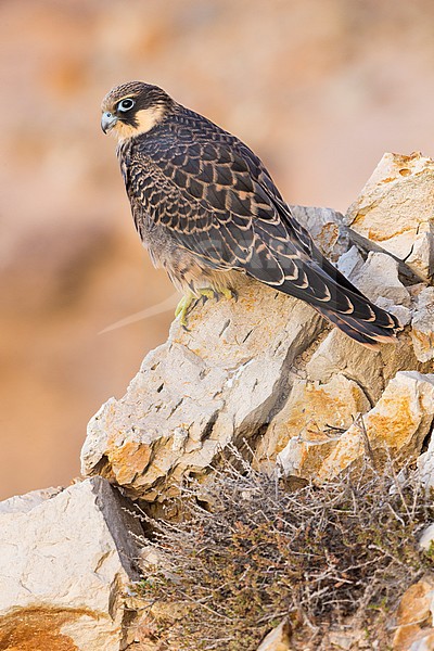 Eleonora's Falcon (Falco eleonorae), juvenile perched on a rock stock-image by Agami/Saverio Gatto,
