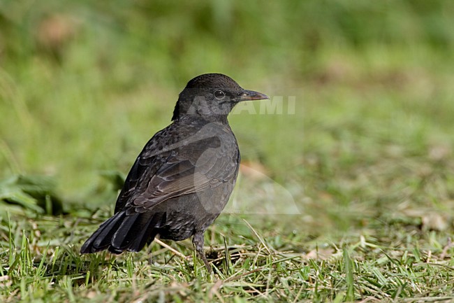 Vrouwtje Merel op de Azoren; Female Common Blackbird on the Azores stock-image by Agami/Daniele Occhiato,