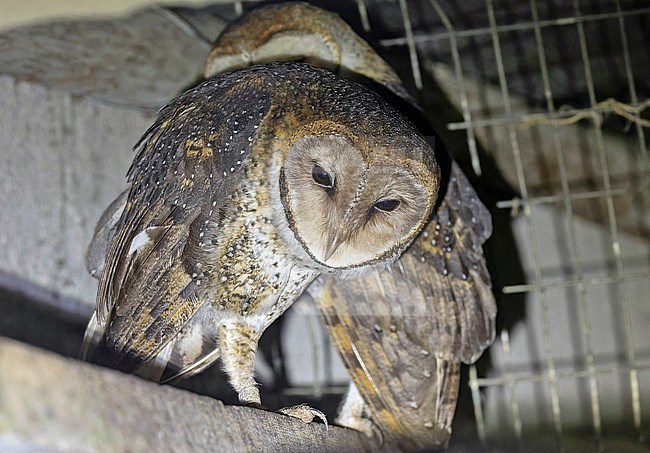 Galapagos Barn Owl (Tyto furcata punctatissima) on the Galapagos Islands, part of the Republic of Ecuador. Subspecies from American Barn Owl. stock-image by Agami/Pete Morris,