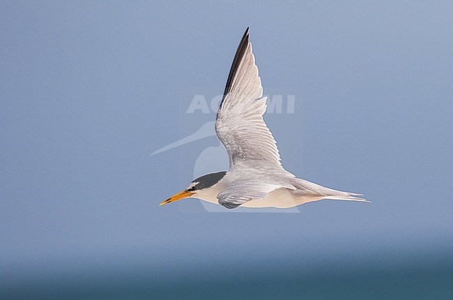 vliegende Amerikaanse Dwergstern; Flying Least Tern (Sternula antillarum) stock-image by Agami/Pete Morris,