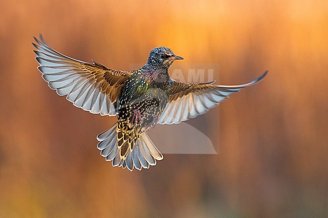Spreeuw in vlucht; Common Starling in flight stock-image by Agami/Daniele Occhiato,