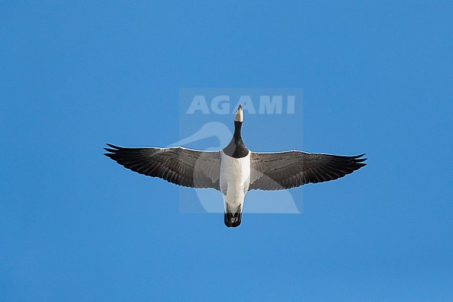 A Barnacle Goose (Branta leucopsis) migrating in the blue sky. stock-image by Agami/Mathias Putze,