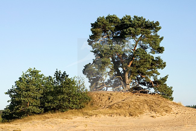Kootwijkerzand, Kootwijk, Veluwe, Netherlands stock-image by Agami/Marc Guyt,