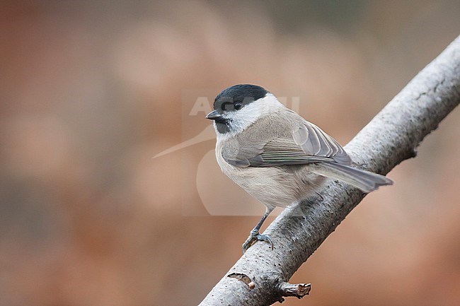Marsh Tit - Sumpfmeise - Poecile palustris ssp. palustris, Germany, adult stock-image by Agami/Ralph Martin,