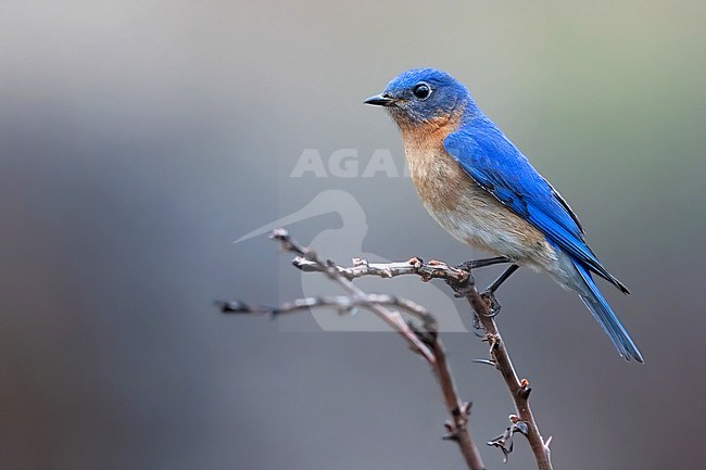Adult Eastern Bluebird (Sialia sialis guatemalae) perched on a branch in Guatemala. stock-image by Agami/Dubi Shapiro,