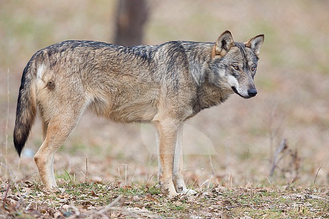 Italian Wolf (Canis lupus italicus), captive animal standing on the ground, Civitella Alfedena, Abruzzo, Italy stock-image by Agami/Saverio Gatto,